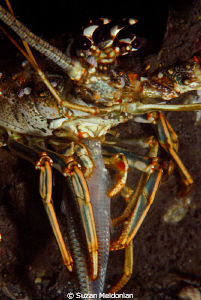 Lobster Dinner..... :) ok so she's not pretty-but have yo... by Suzan Meldonian 